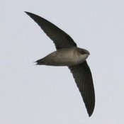 Vaux's Swift